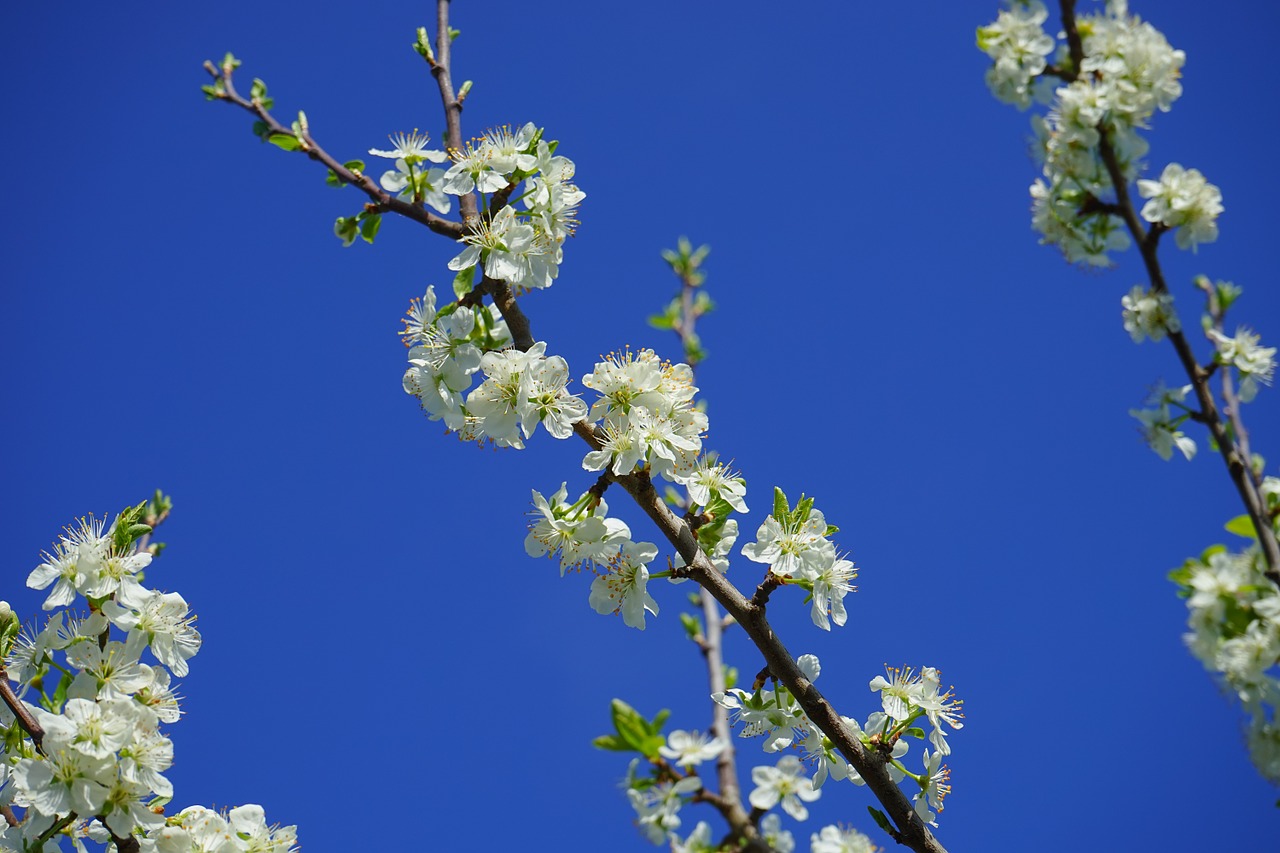 Vyšnių Žiedų, Filialas, Balta, Gėlės, Medis, Žydėjimo Šakelė, Paukščių Vyšnios, Prunus Avium, Prunus, Rožių Šiltnamius