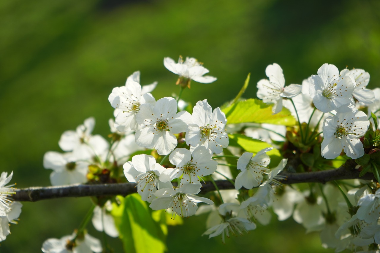 Vyšnių Žiedų, Gėlės, Balta, Medis, Žydėjimo Šakelė, Filialas, Paukščių Vyšnios, Prunus Avium, Prunus, Rožių Šiltnamius