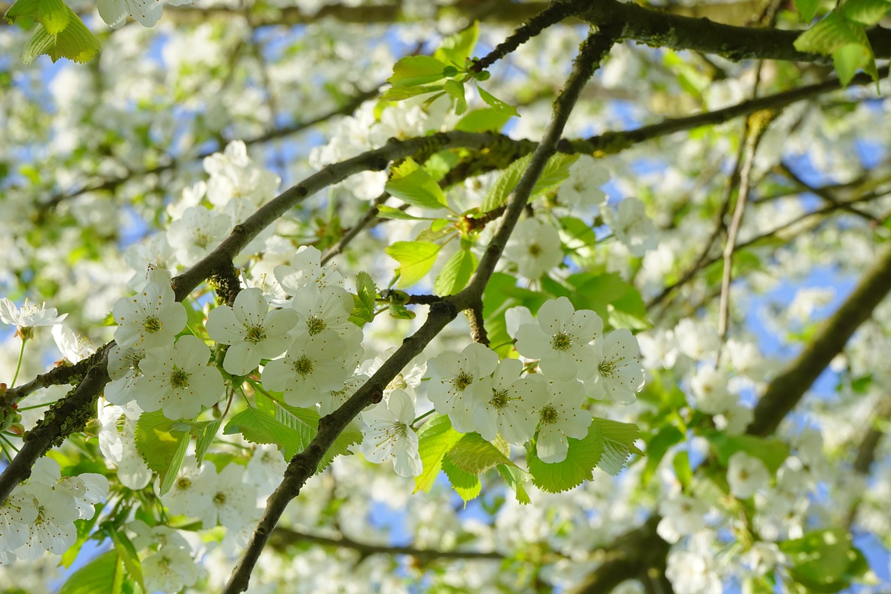 Vyšnių Žiedų, Gėlės, Balta, Medis, Žydėjimo Šakelė, Filialas, Paukščių Vyšnios, Prunus Avium, Prunus, Rožių Šiltnamius