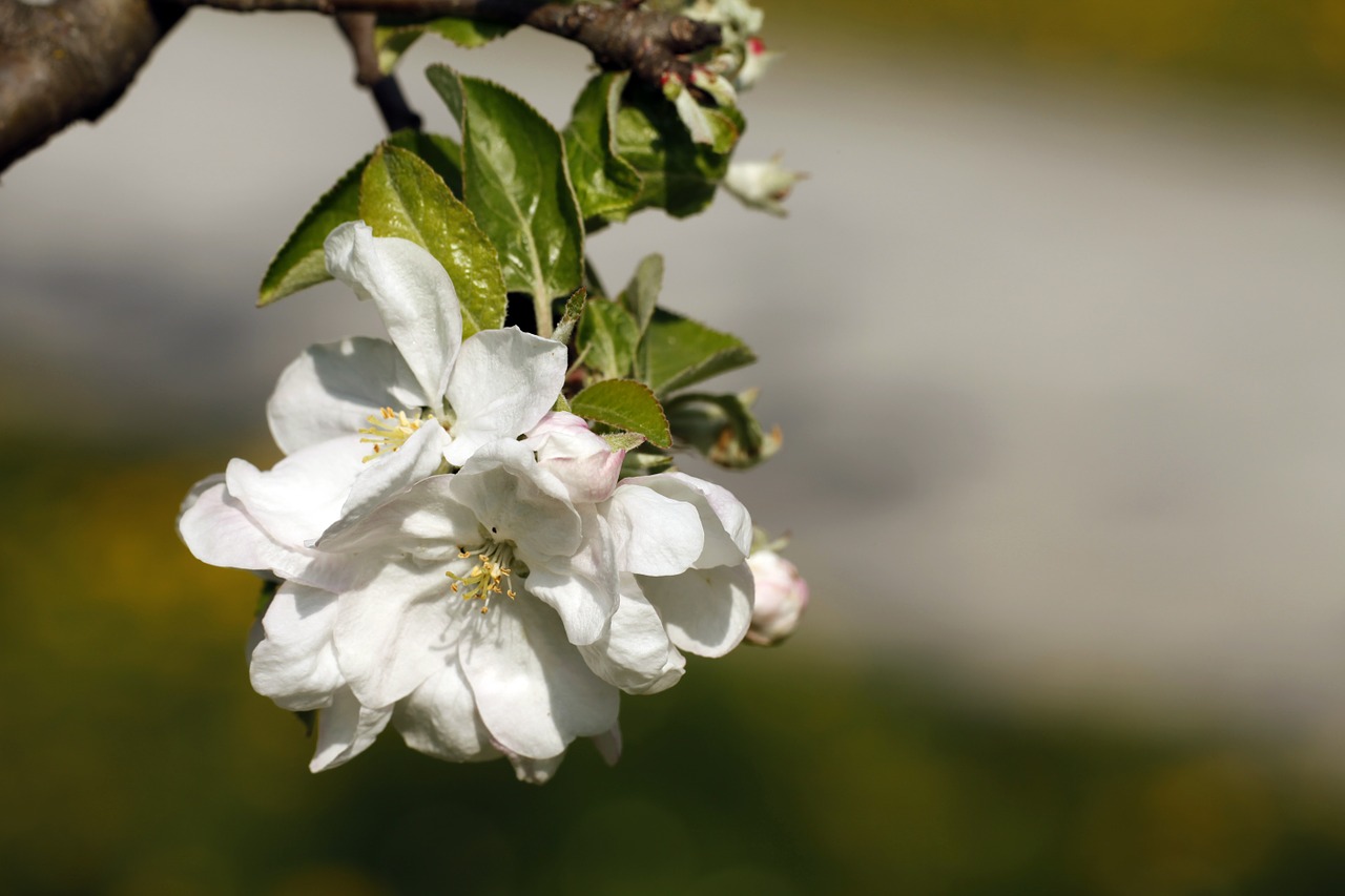 Vyšnių Žiedų, Pavasaris, Žydintys Medžiai, Gėlės, Nemokamos Nuotraukos,  Nemokama Licenzija