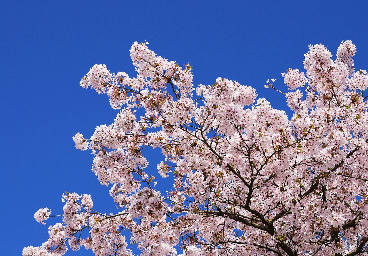 Vyšnių Žiedų,  Japonijos Vyšnių Medžiai,  Vyšnios Medienos,  Medis,  Gėlė,  Filialas,  Sezonas,  Pilnas Žydėjimo,  Rožinis,  Mėlyna