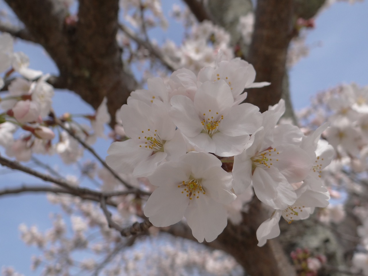 Vyšnių Žiedų,  Pavasaris,  Vyšnių Medžiai,  Japonija,  Žydėjimo,  Japonų Vyšnios,  Vyšnios Pumpurai,  Sakura, Nemokamos Nuotraukos,  Nemokama Licenzija