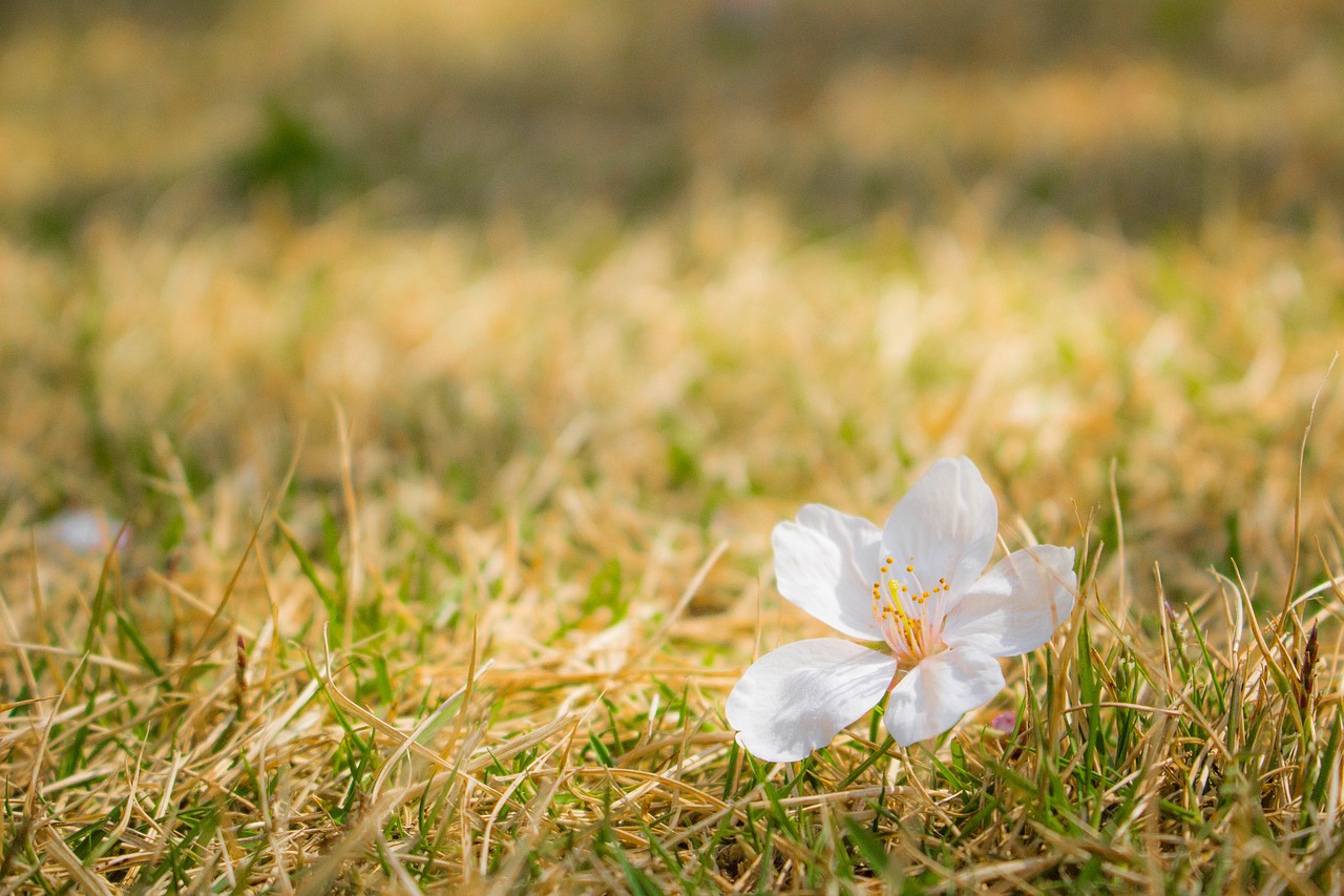 Vyšnių Žiedų,  Sakura,  Žiedlapis,  Shiba,  Vejos,  Japonija,  Pavasaris,  Oberon,  Parama,  Orų