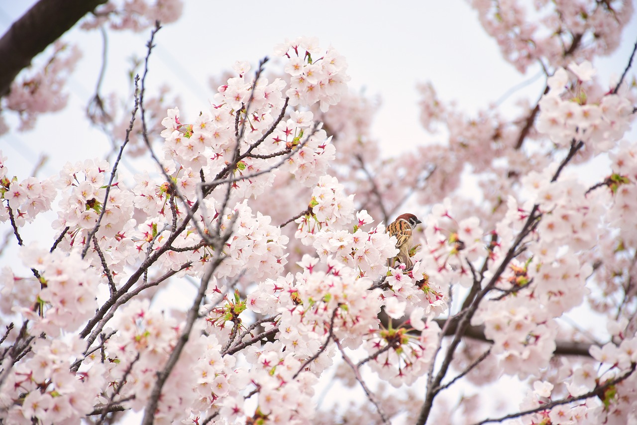 Vyšnių Žiedų,  Žvirblis,  Visiškai Rozkwitnie,  Vyšnios Medis,  Spyruoklę Japonijos,  Rožinis,  Rytietiški Vyšnios,  Japonų 花 桜,  Japonija Vyšnia,  Filialai Vyšnių Žiedų