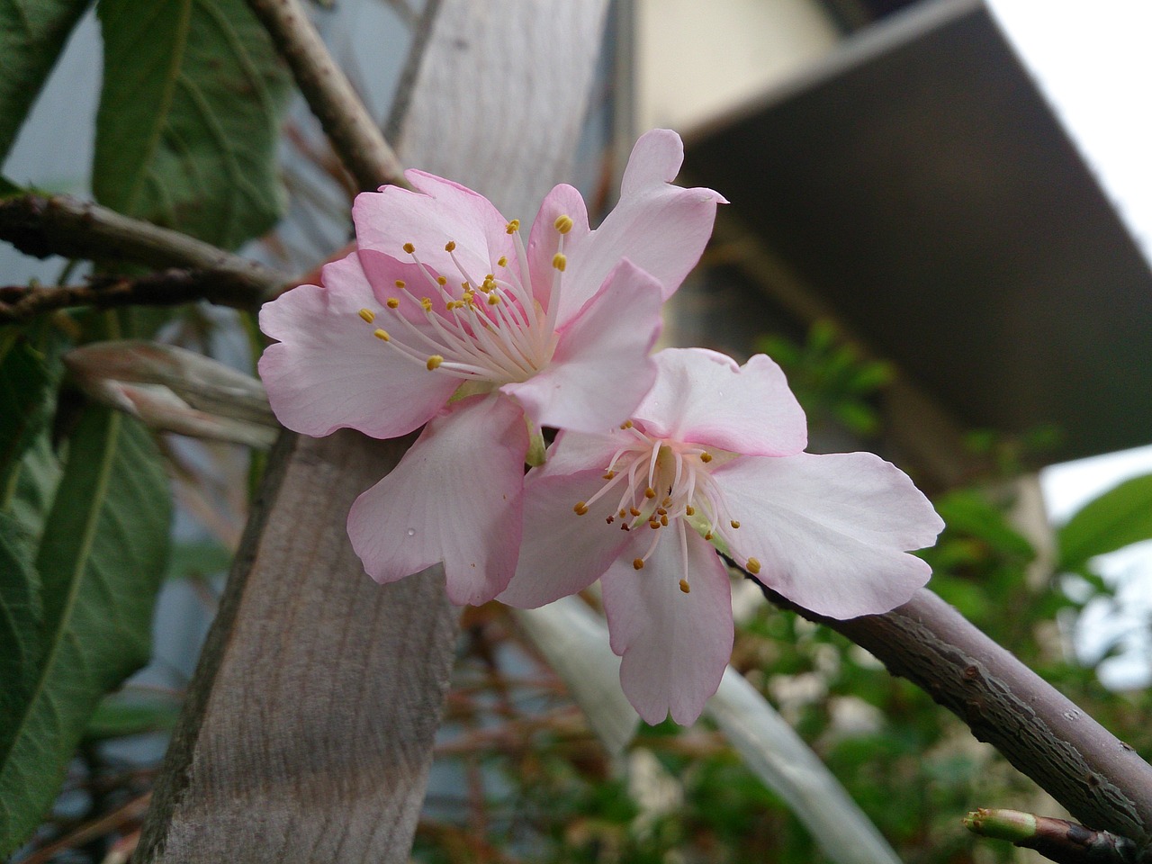 Vyšnių Žiedų, Pavasaris, Wikiproject Taivanas, Nemokamos Nuotraukos,  Nemokama Licenzija