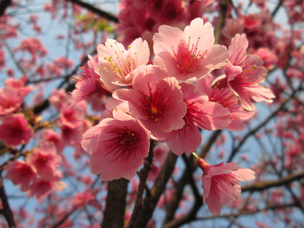 Vyšnių Žiedų, Yoshino Yīng, Pavasaris, Nemokamos Nuotraukos,  Nemokama Licenzija
