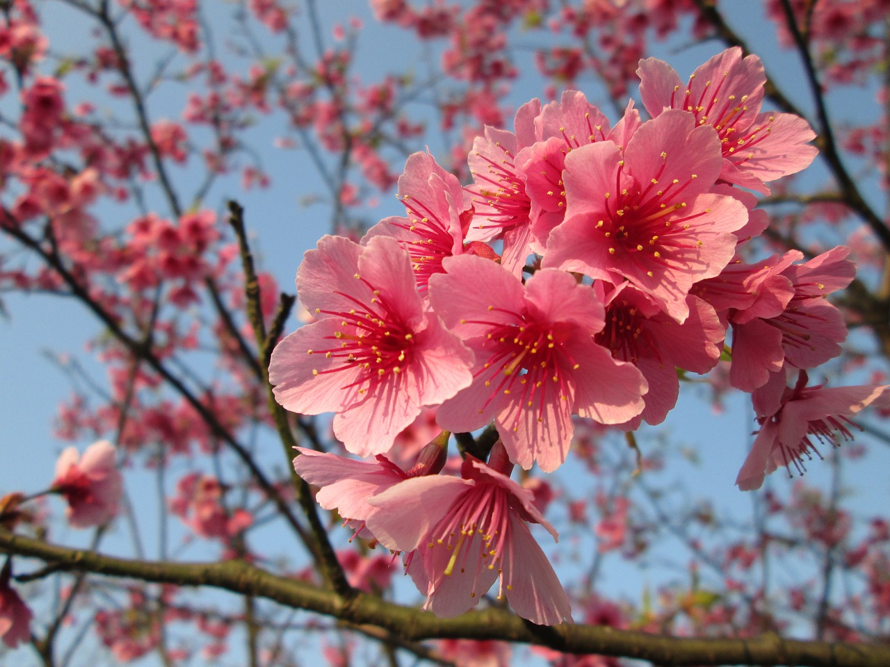 Vyšnių Žiedų, Yoshino Yīng, Pavasaris, Nemokamos Nuotraukos,  Nemokama Licenzija