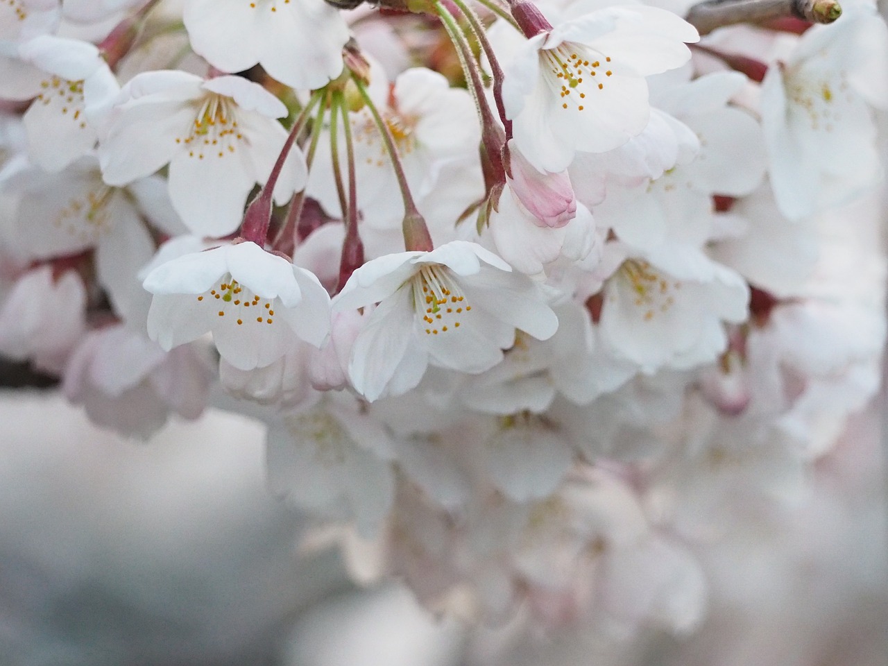 Vyšnių Žiedų, Japonija, Pavasaris, Gėlės, Nemokamos Nuotraukos,  Nemokama Licenzija