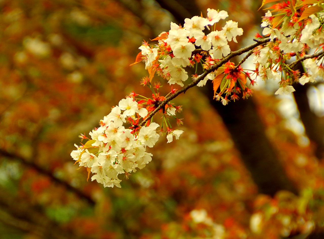 Vyšnios Blaškosi, Sakura, Japonija, Vyšnių Žiedų, Pavasaris, Rožinis, Gėlės, Pavasario Gėlės, Japonijos Vaizdai, Japonijos Gėlė