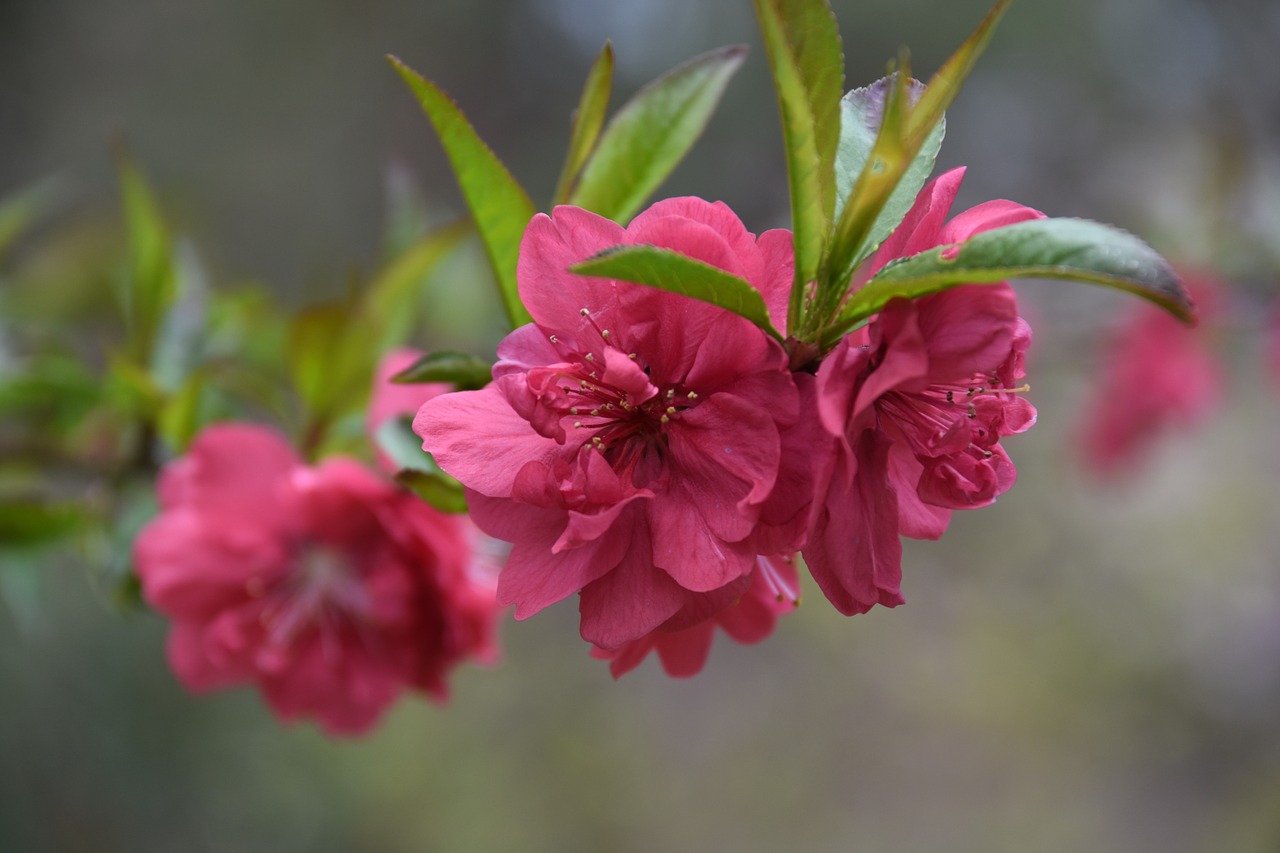 Vyšnių Gėlės, Grožis, Wildflower, Prispausti, Gėlės, Neryškus, Rožinė Gėlė, Nemokamos Nuotraukos,  Nemokama Licenzija