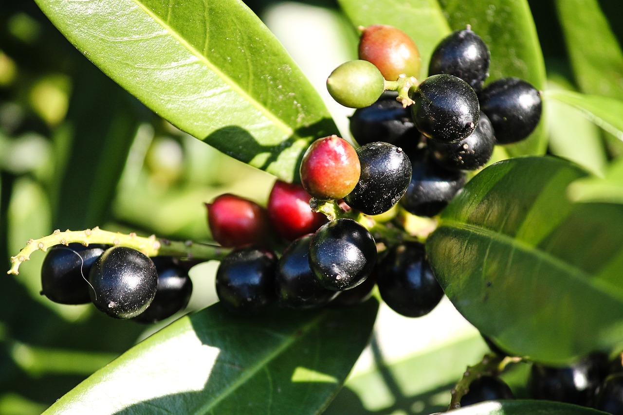 Lauravyšnė,  Prunus Laurocerasus,  Uogos,  Krūmas,  Pobūdį,  Juodos Spalvos,  Dekoratyvinių Krūmų,  Iš Arti,  Evergreen,  Vaisiai