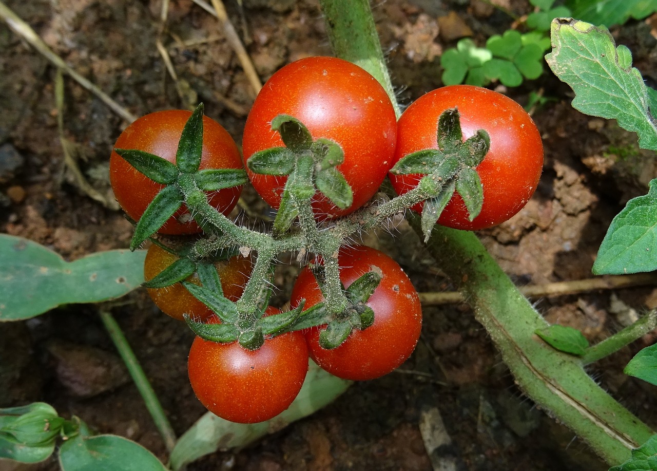 Vyšnių Pomidorai, Pomidoras, Vaisiai, Daržovių, Prinokę, Raudona, Maistas, Šviežias, Augalas, Dharwad