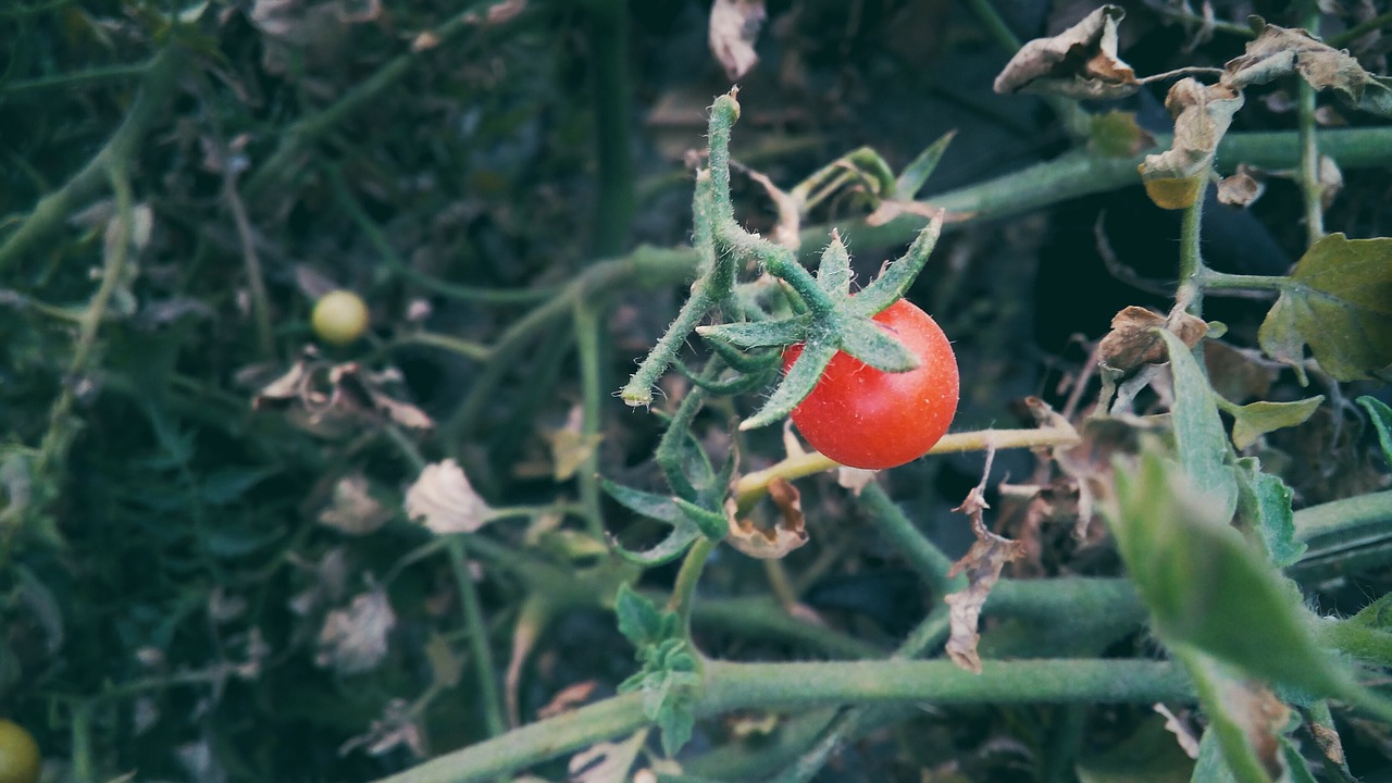 Vyšnių Pomidorai, Gamta, Maistas, Daržovių, Nemokamos Nuotraukos,  Nemokama Licenzija