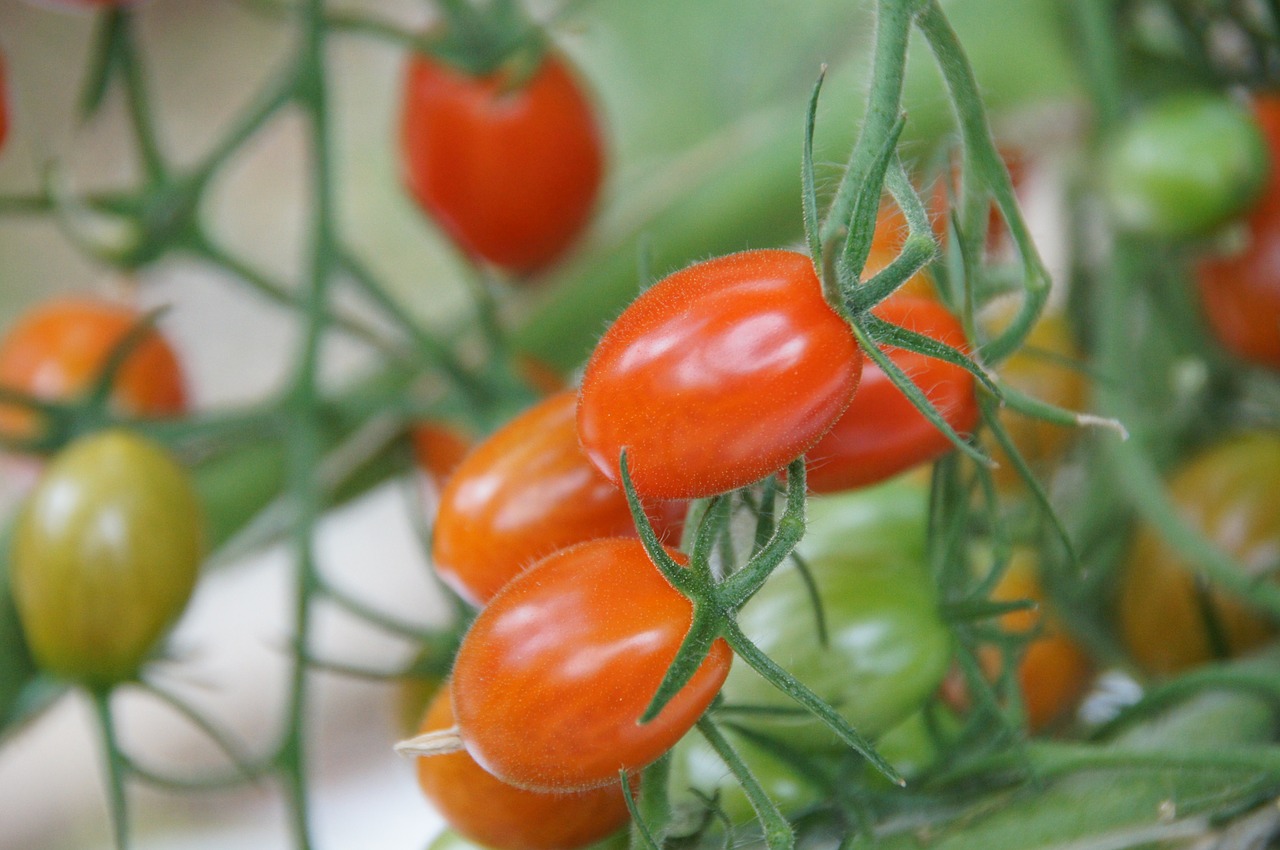 Vyšniniai Pomidorai, Šiltnamyje, Daržovės, Žemdirbystė, Hors-Sol, Maistas, Nemokamos Nuotraukos,  Nemokama Licenzija