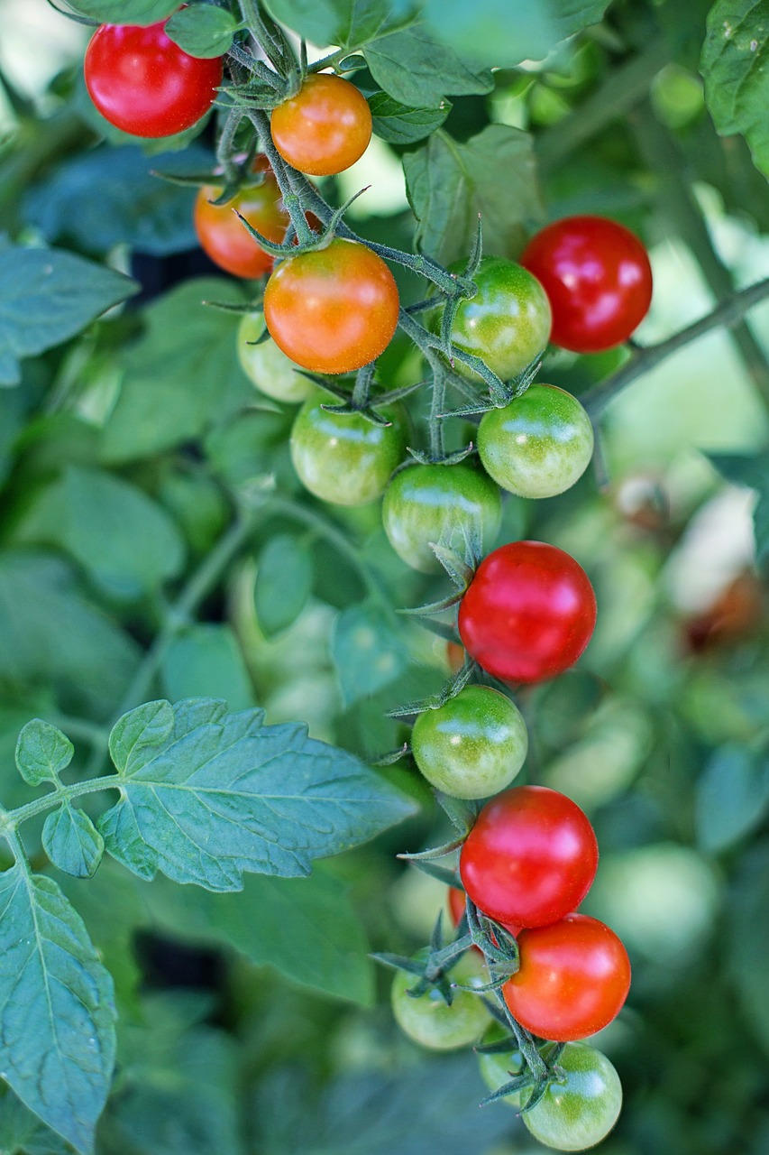 Vyšniniai Pomidorai, Pomidorai, Prinokę, Raudona, Maistas, Daržovių, Sveikas, Šviežias, Žalias, Ekologiškas