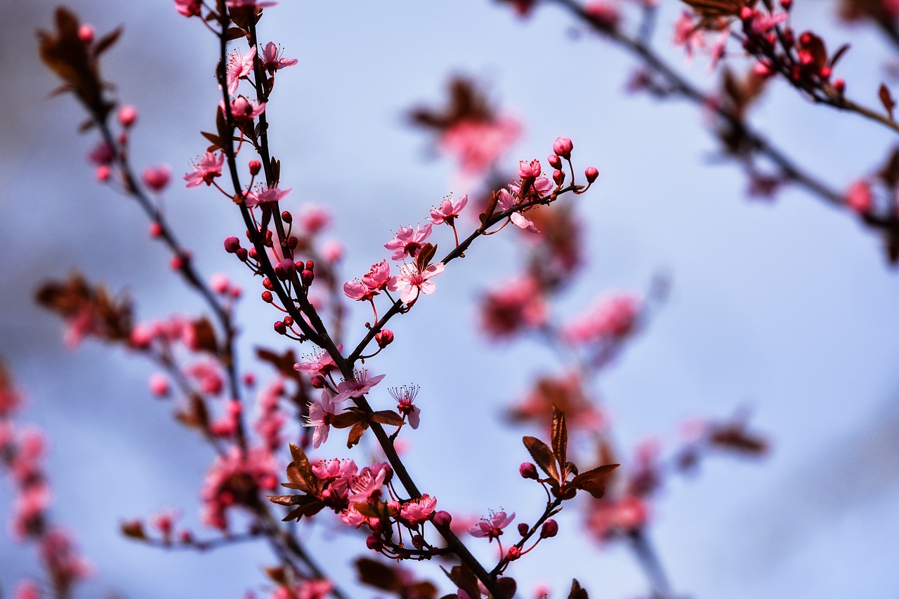Vyšnios Medis,  Vyšnių Žiedas,  Gėlė,  Rožinis,  Kirvis,  Žydi Vyšnios Medis,  Japanese,  Sakura,  Sezoninis,  Pavasaris