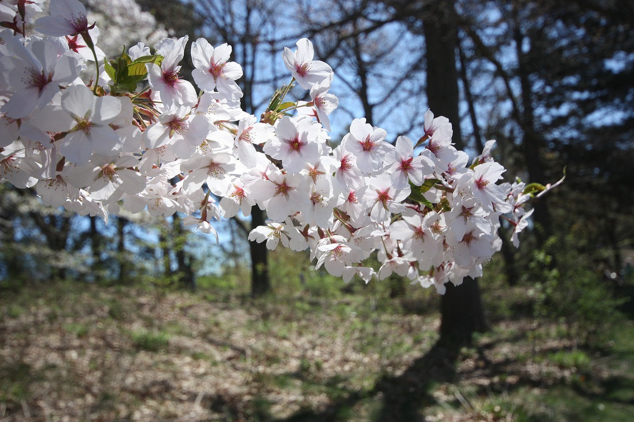 Vyšnios Medis, Vyšnių Žiedas, Filialas, Žiedas, Gėlės, Japanese, Lapija, Sodas, Parkas, Gamta