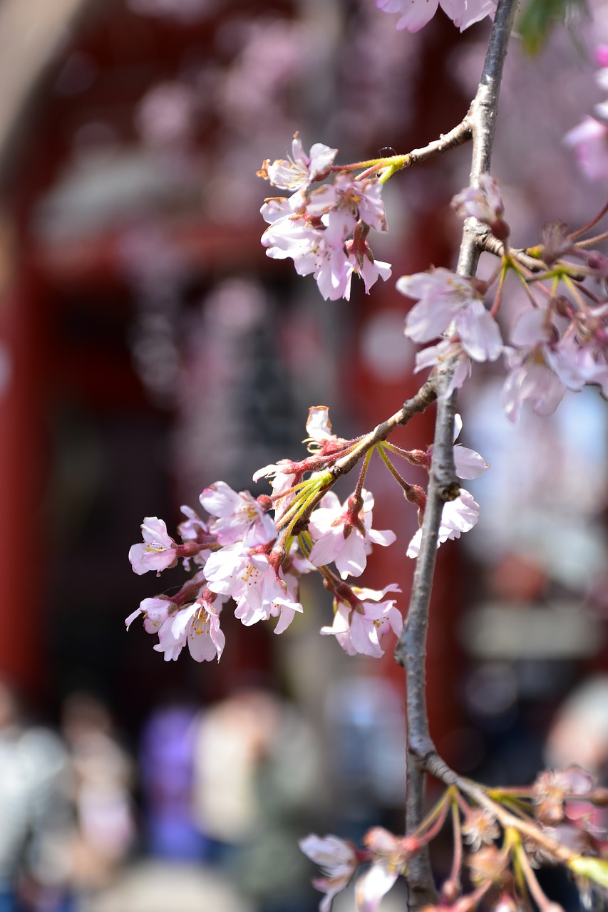 Vyšnios Medžio Gėlė, Japonija, Tokyo, Pavasaris, Nemokamos Nuotraukos,  Nemokama Licenzija