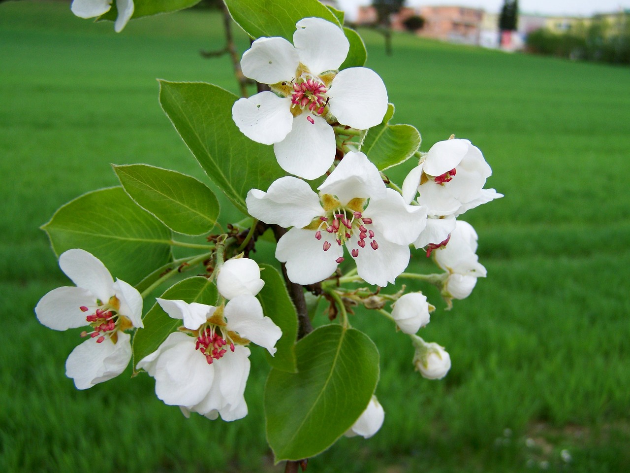 Cherry Tree Žydėjimo,  Pavasaris,  Filialas,  Pobūdį,  Balta Gėlė, Nemokamos Nuotraukos,  Nemokama Licenzija