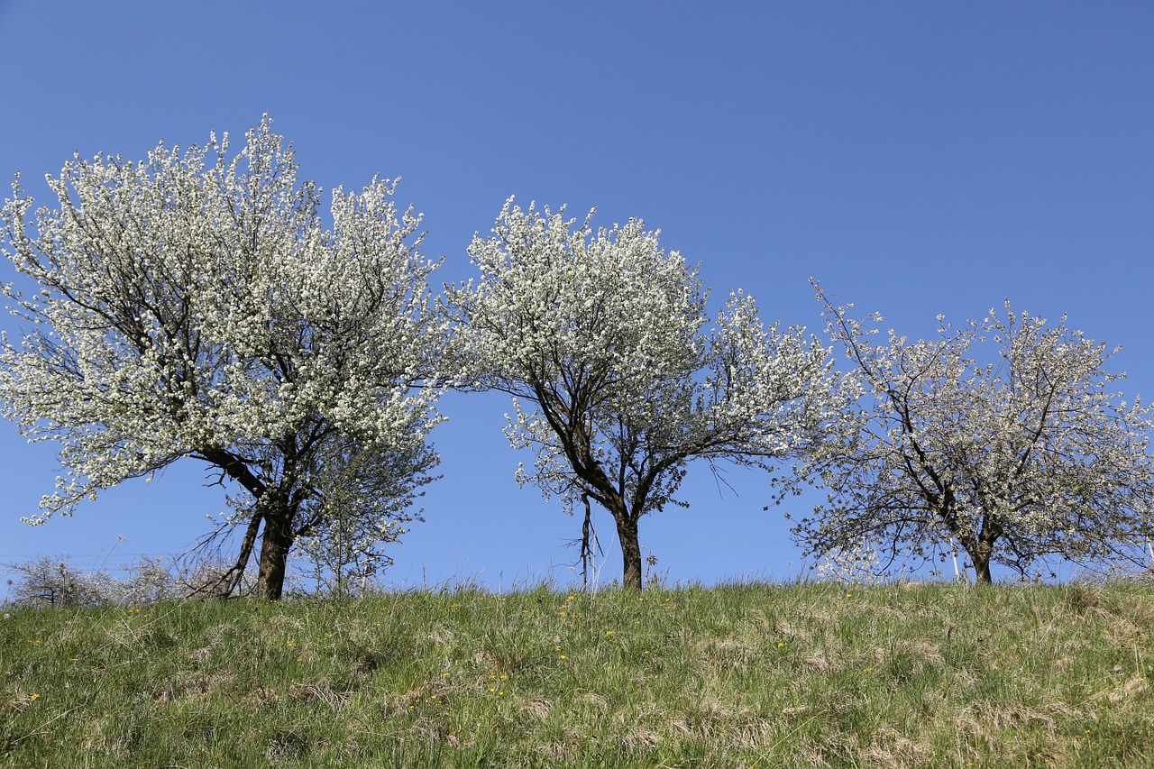 Vyšnių Medžiai, Pavasaris, Gėlė, Nemokamos Nuotraukos,  Nemokama Licenzija