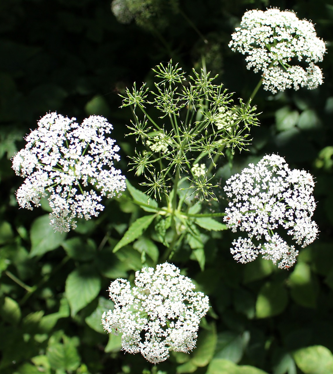 Chervilas,  Laukinis Darželis,  Anthriscus Sylvestris,  Balta,  Doldengewaechs,  Miškas,  Miško Paklotė,  Uždaryti, Nemokamos Nuotraukos,  Nemokama Licenzija