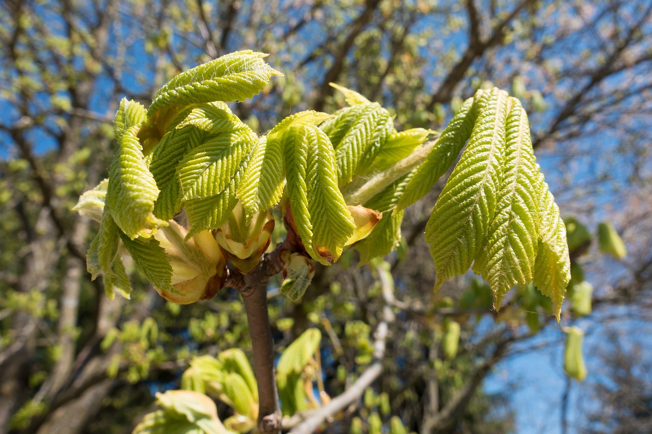 Kaštonas, Buckeye, Aesculus Hippocastanum, Lapai, Sluoksnis, Pavasaris, Medis, Šviesiai Žalia, Pirmasis Variklis, Filialas