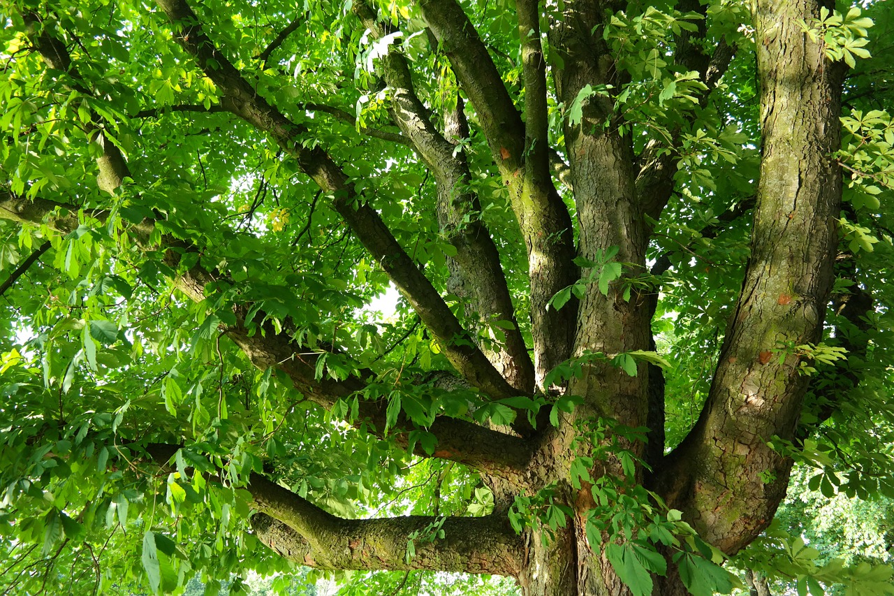 Kaštonas, Buckeye, Medis, Filialai, Estetinis, Masyvi, Galingas, Didelis, Kaštonų Lapai, Lapai