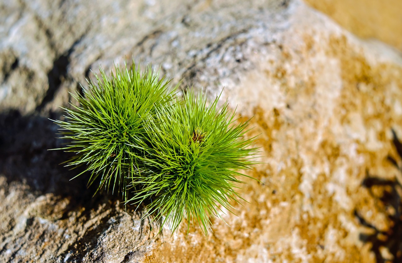 Kaštonas, Castanea Sativa, Dygliuotas, Vaisiai, Valgomieji, Nemokamos Nuotraukos,  Nemokama Licenzija