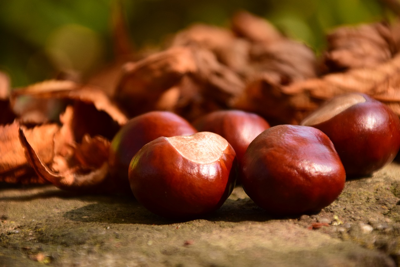 Kaštonas, Uždaryti, Buckeye, Ruduo, Lapai, Gamta, Makro, Rudens Spalvos, Sausas, Įprastas Rosskastanie