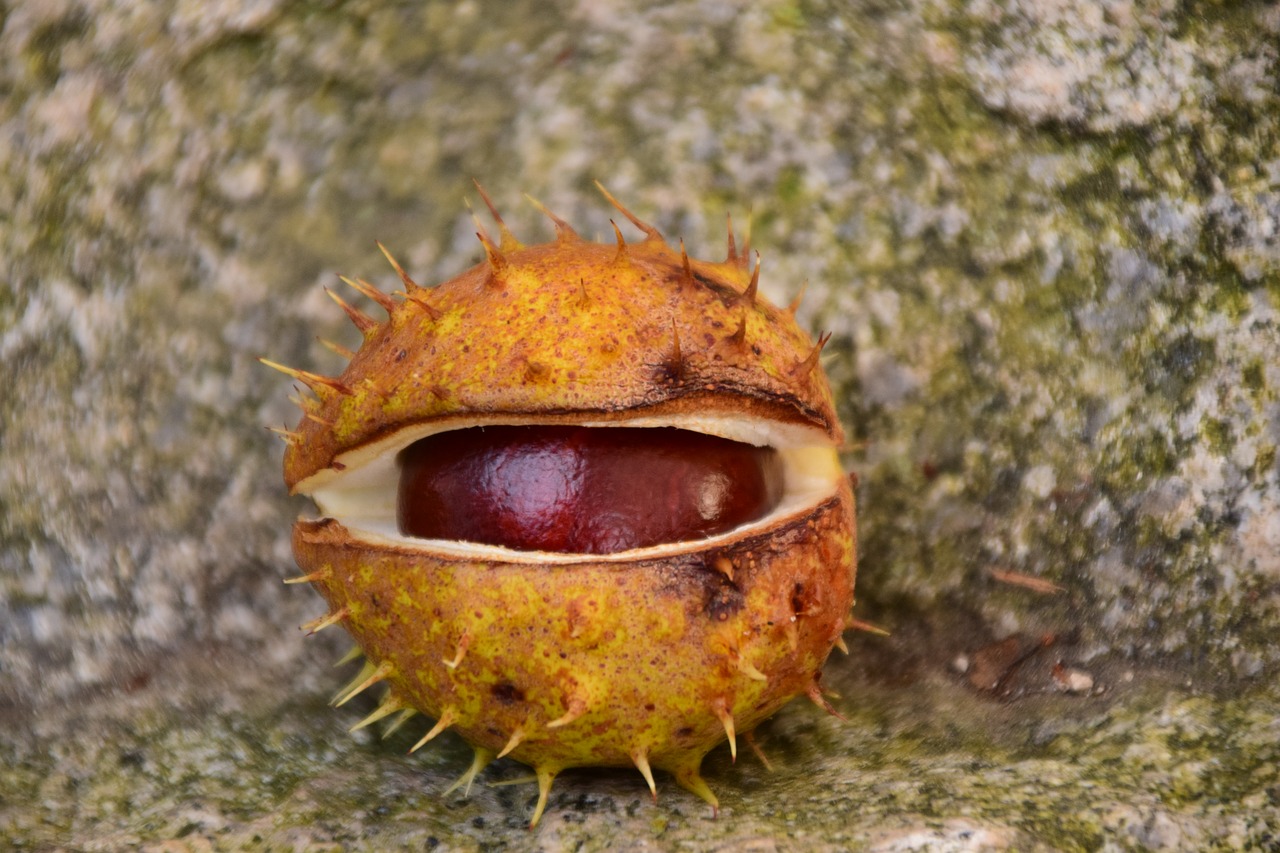 Kaštonas, Buckeye, Įprastas Rosskastanie, Ruduo, Ruda, Uždaryti, Akmuo, Atviras, Nemokamos Nuotraukos,  Nemokama Licenzija