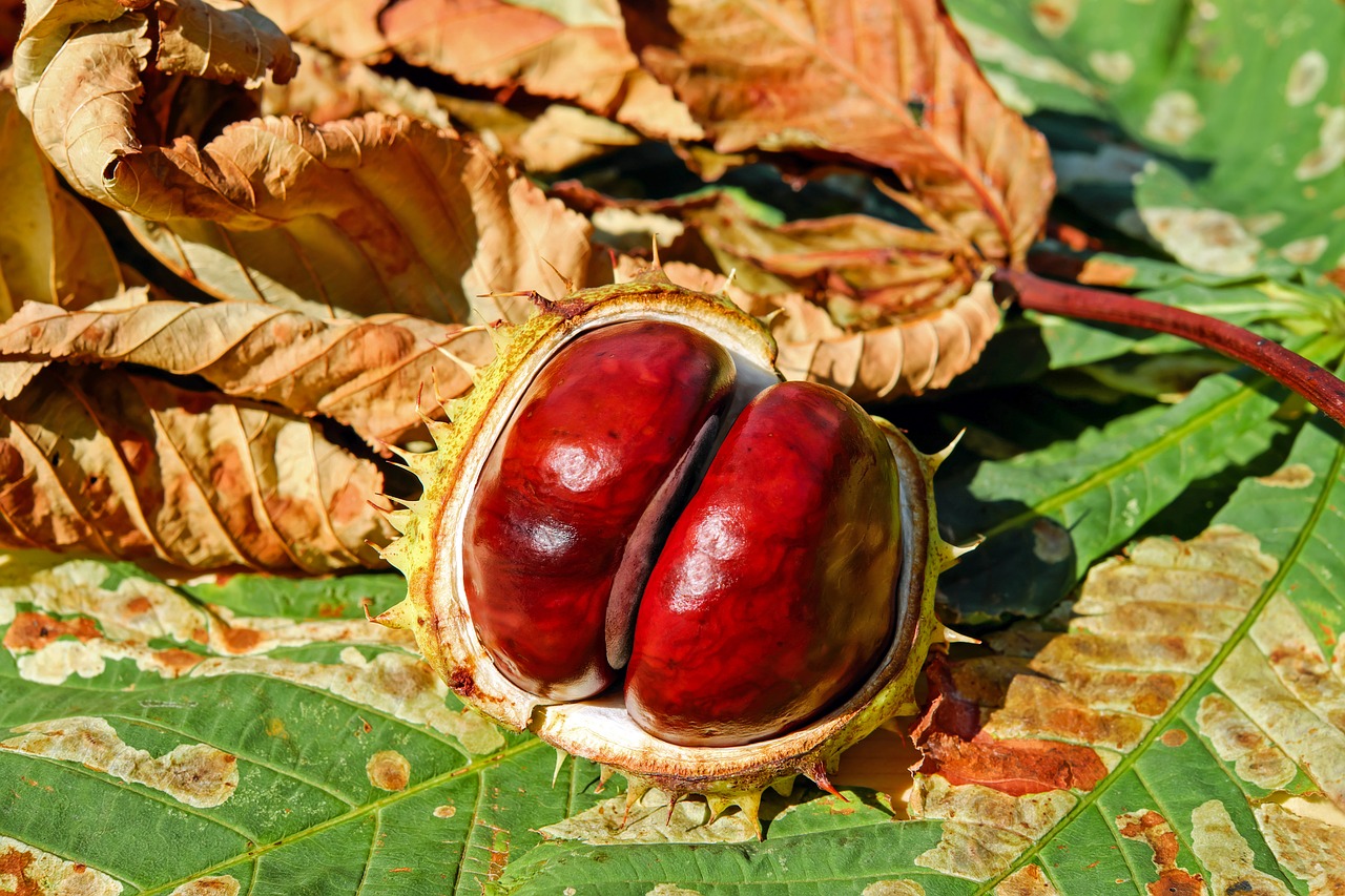 Kaštonas, Buckeye, Įprastas Rosskastanie, Bendras Roskastanie, Aesculus Hippocastanum, Kaštainių Vaisiai, Rudens Vaisius, Vaisiai, Raudona, Ruda