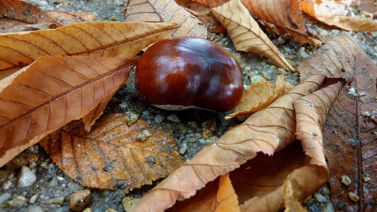 Kaštonas, Ruduo, Rudens Miškas, Rudenį Vaikščioti, Kritimo Lapai, Medžiai, Miškas, Spalvoti Lapai, Lapai, Rudens Nuotaika