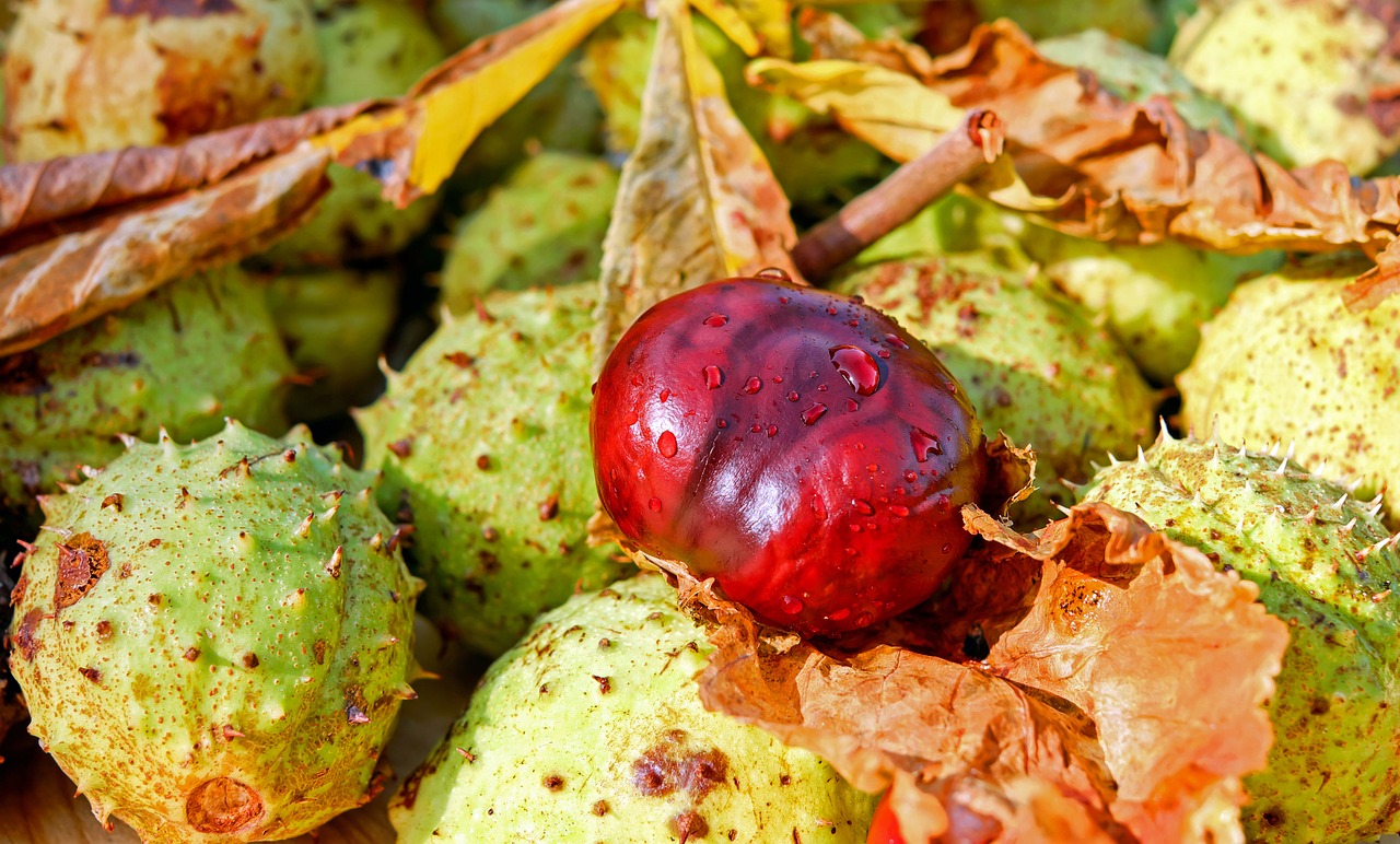 Kaštonas, Buckeye, Bendras Roskastanie, Įprastas Rosskastanie, Aesculus Hippocastanum, Kaštainių Vaisiai, Rudens Vaisius, Vaisiai, Raudona, Ruda