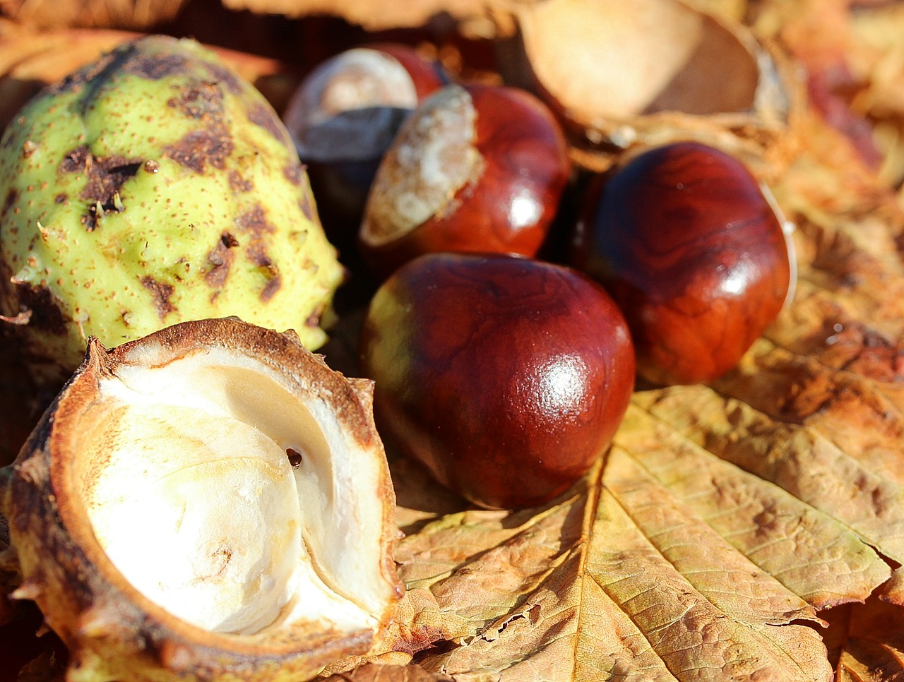 Kaštonas, Castanea, Castanea Sativa, Medžio Vaisiai, Vaisiai, Ruduo, Blizgantis, Buckeye, Gamta, Rudens Vaisius