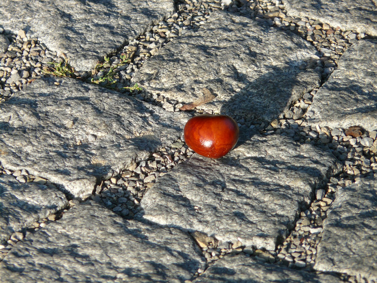 Kaštonas, Buckeye, Vaisiai, Rūpestis, Žemė, Surinkti, Ruduo, Vaisiai, Ruda, Šviesti