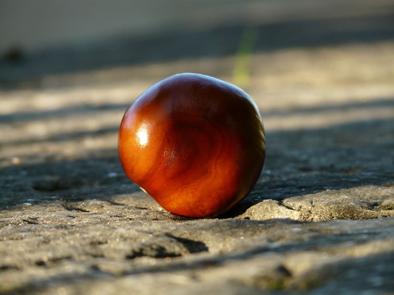 Kaštonas, Buckeye, Vaisiai, Rūpestis, Žemė, Surinkti, Ruduo, Vaisiai, Ruda, Šviesti