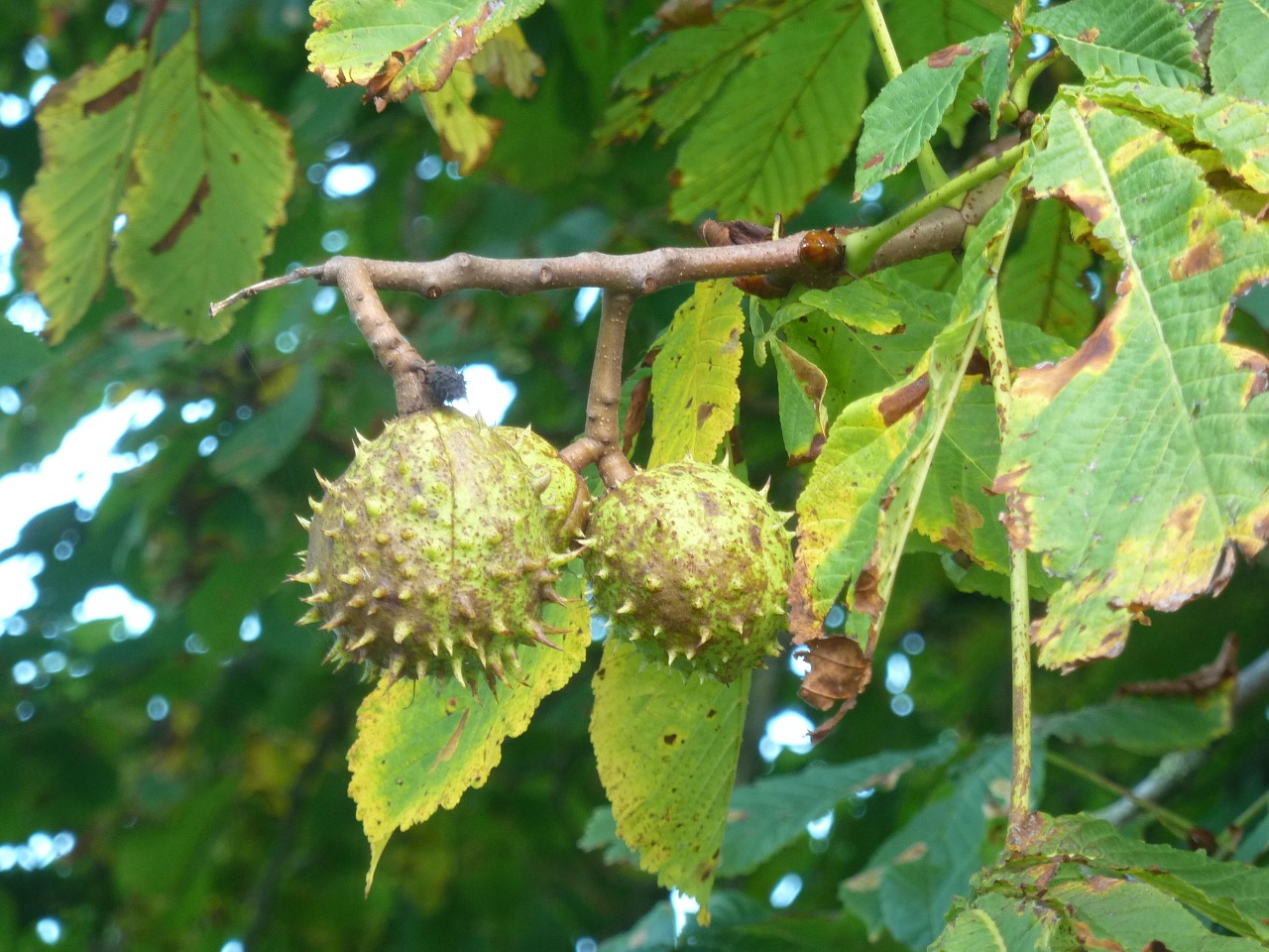 Kaštonas, Ruduo, Medis, Dygliuotas, Vaisiai, Sėklos, Kaštonų Medis, Spalio Mėn, Kaštainių Vaisiai, Nemokamos Nuotraukos