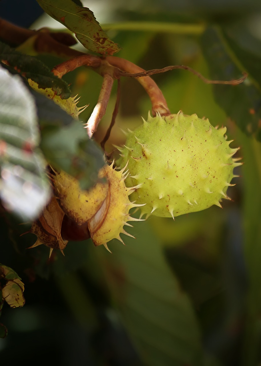 Kaštonas, Derlius, Dygliuotas, Ruduo, Herbstdeko, Saldūs Kaštainiai, Surinkti, Lapai, Rudens Vaisius, Maroni