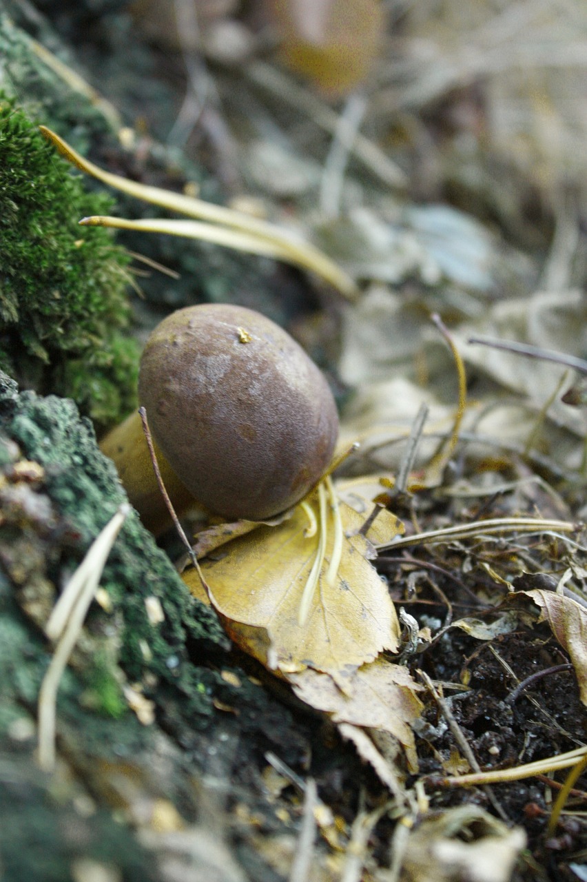 Kaštonų Salotos, Sausas Lapai, Žolė, Samanos, Medis, Žalias, Valgomieji, Skanus, Ruduo, Nemokamos Nuotraukos