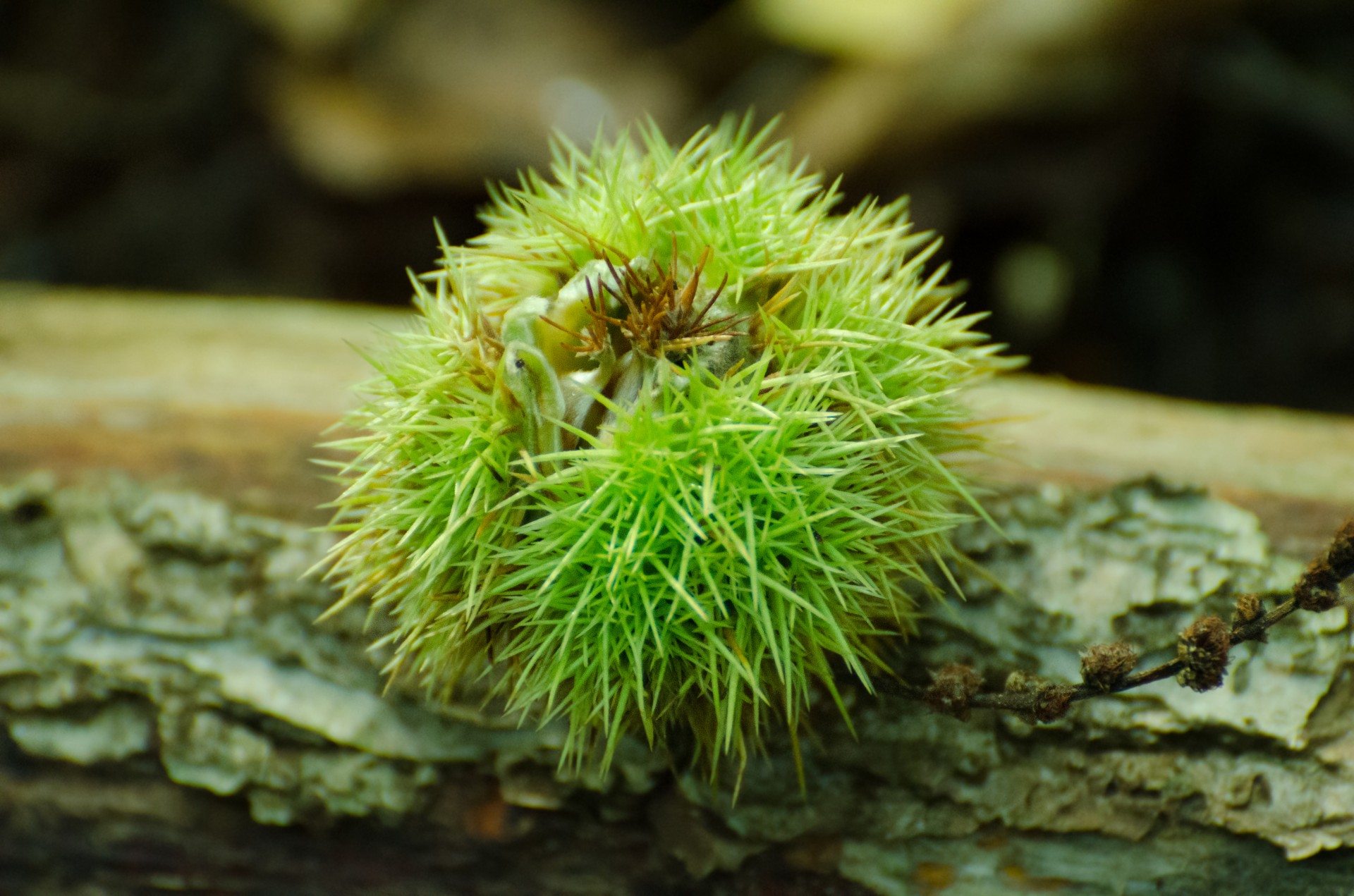 Ruduo,  Rudens,  Fonas,  Ruda,  Castanea,  Kaštainiai,  Kaštonas,  Kritimas,  Maistas,  Natūralus