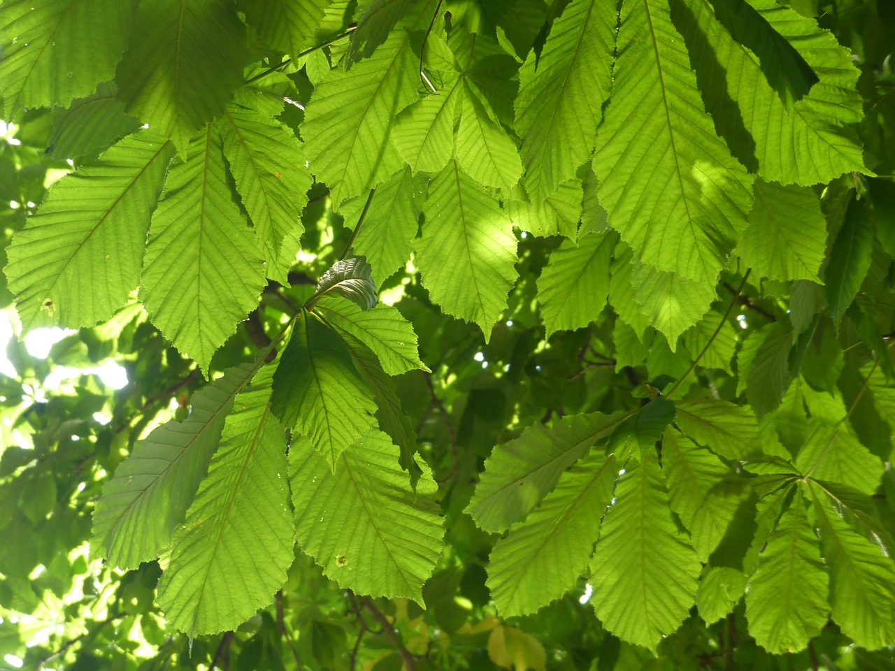 Kaštonų Lapai, Lapai, Žalias, Kaštonas, Buckeye, Įprastas Rosskastanie, Medis, Bendras Roskastanie, Balta Rosskastanie, Aesculus Hippocastanum