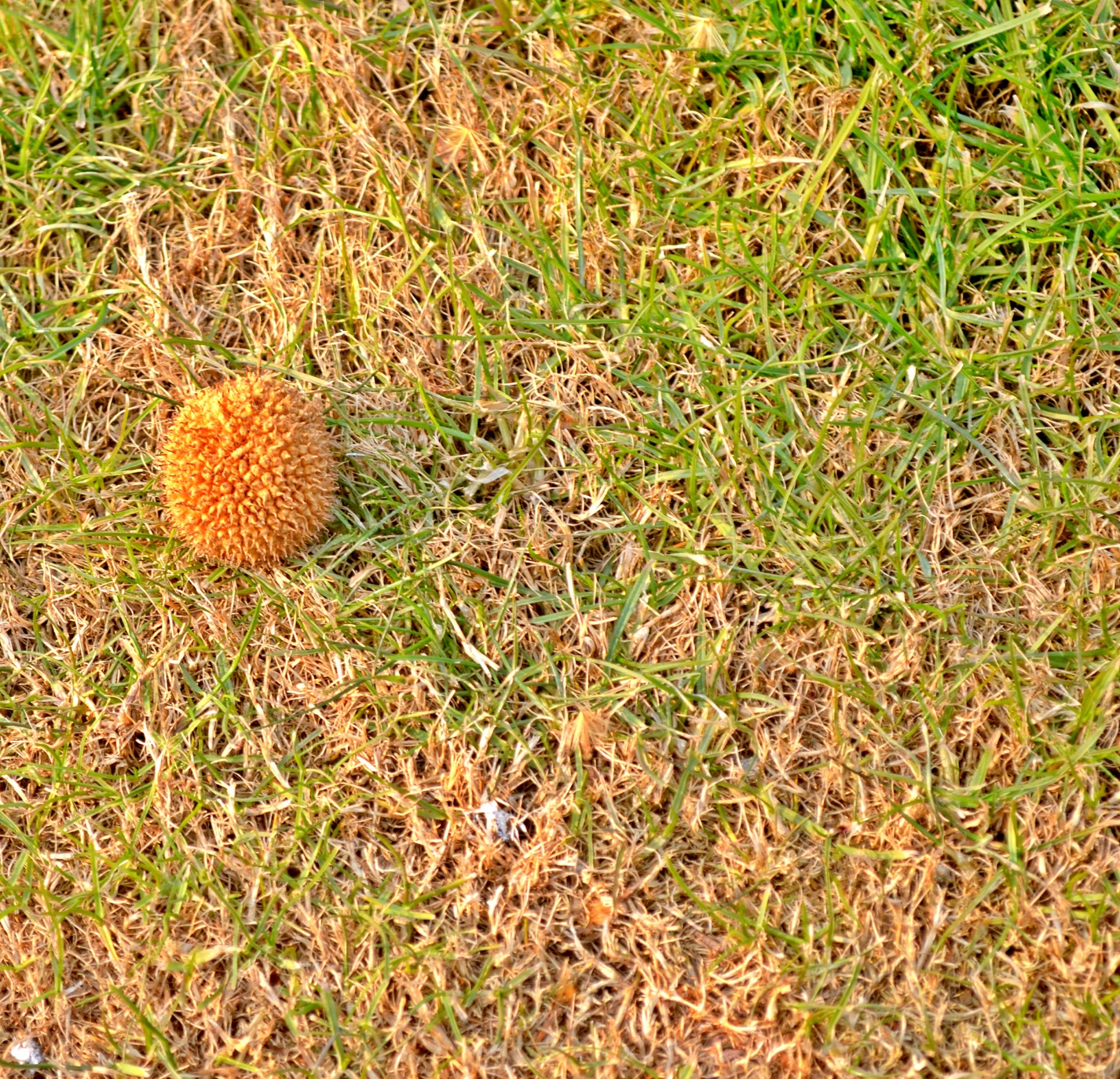 Objektai,  Gėlės,  Sėkla,  Kaštonas,  Pod,  Spikey,  Spiked,  Maistas,  Kaštonų Puodas, Nemokamos Nuotraukos