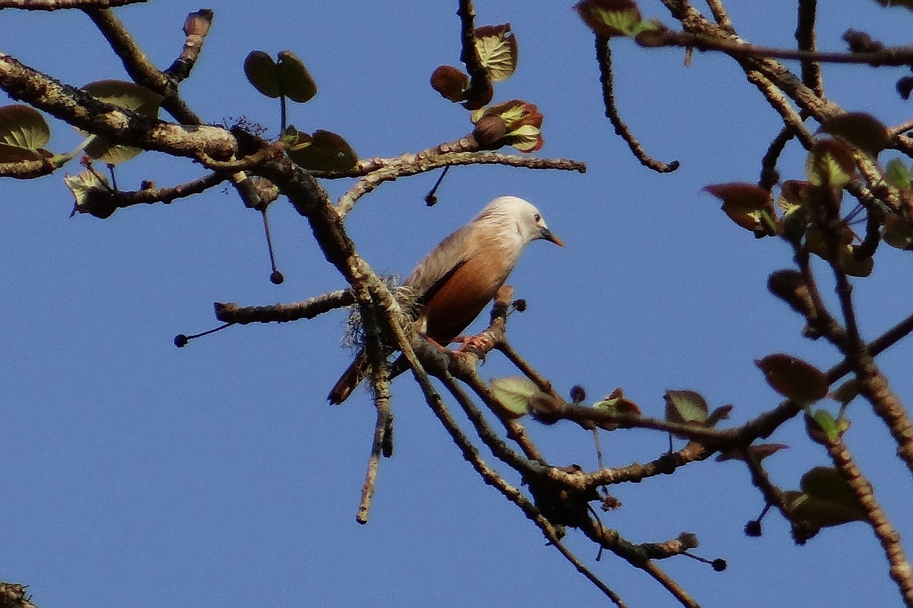 Girlianda,  Malabar Baltos Galvos Spygliuočių,  Balta Galva Mina,  Sturnia Blythii,  Paukštis,  Paukštis,  Aves,  Vakarų Gatas,  Dandeli,  Karnataka