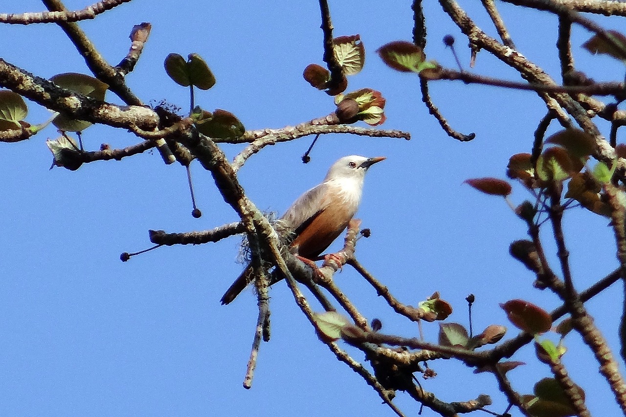 Girlianda,  Malabar Baltos Galvos Spygliuočių,  Balta Galva Mina,  Sturnia Blythii,  Paukštis,  Paukštis,  Aves,  Vakarų Gatas,  Dandeli,  Karnataka