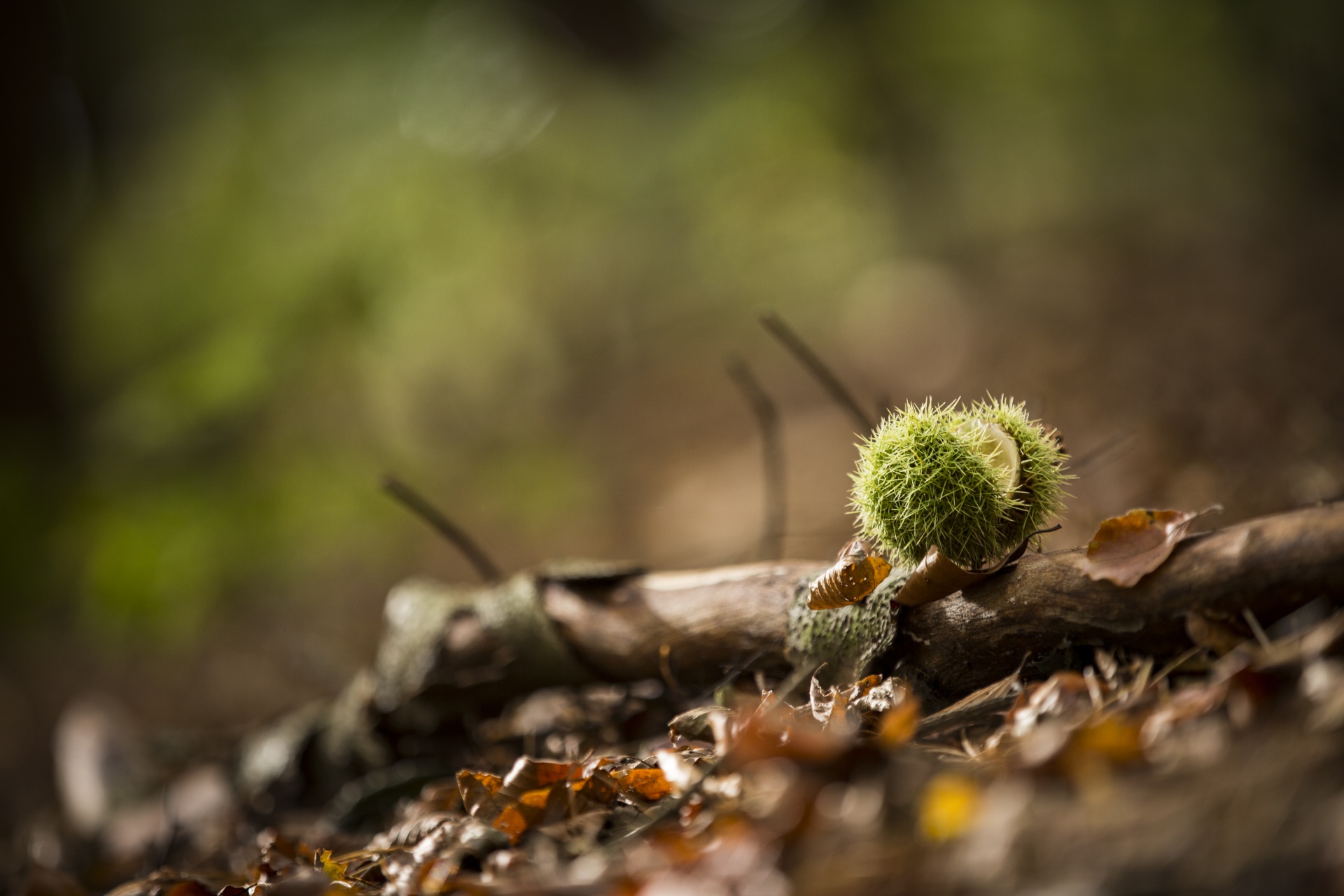 Aesculus,  Ruduo,  Fonas,  Ruda,  Burr,  Kaštonas,  Iš Arti,  Conker,  Padengti,  Kritimas