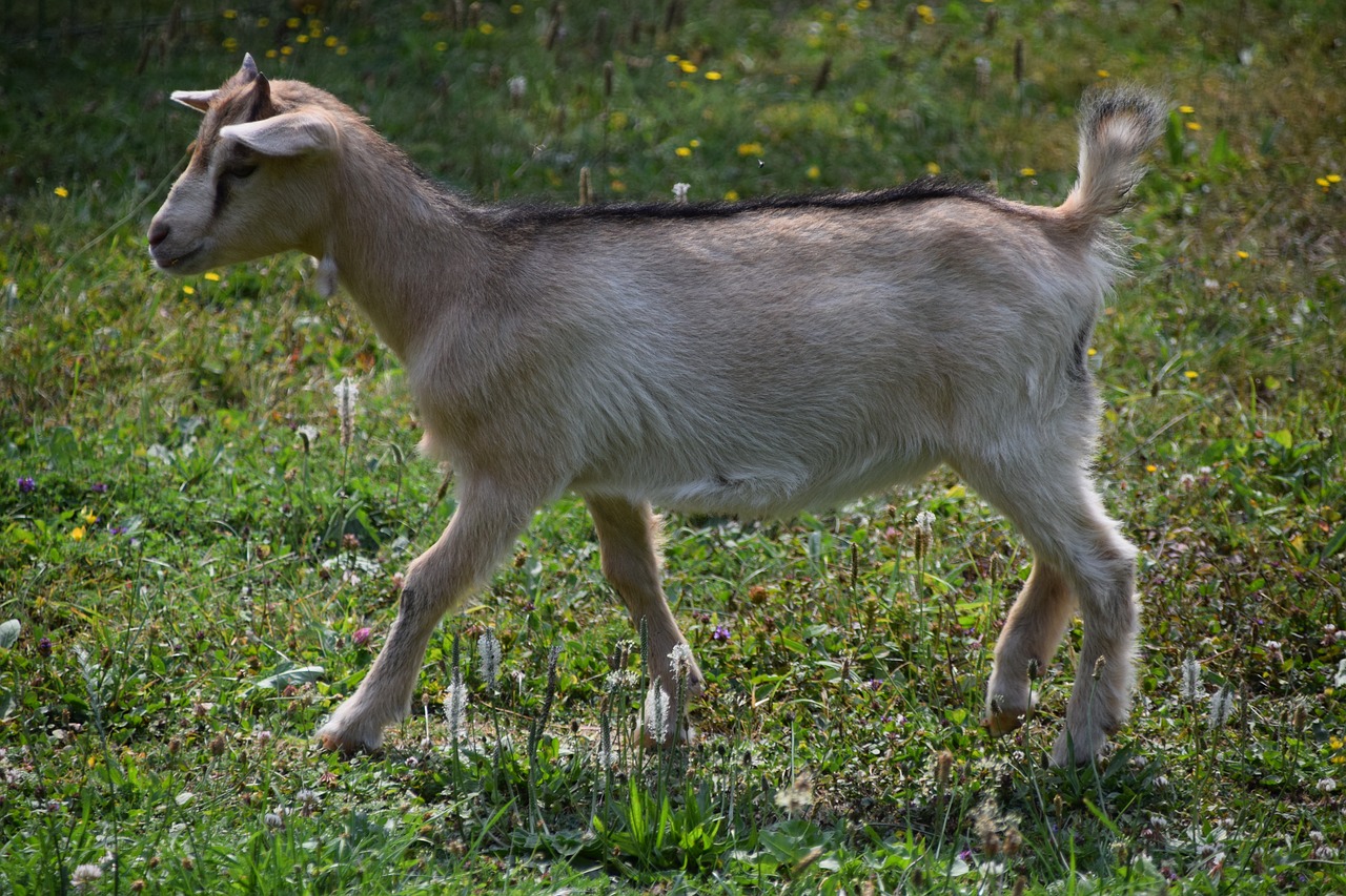 Chevrette, Gyvūnai, Vidaus, Laukas, Gamta, Nemokamos Nuotraukos,  Nemokama Licenzija