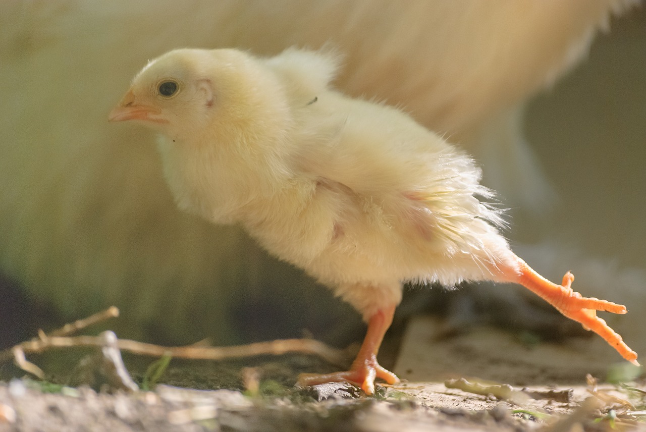 Viščiukas,  Gallinacé,  Gyvūnas,  Naminių Paukščių,  Sodas,  Portretas,  Graži,  Spalva,  Geltona,  Paslaptis