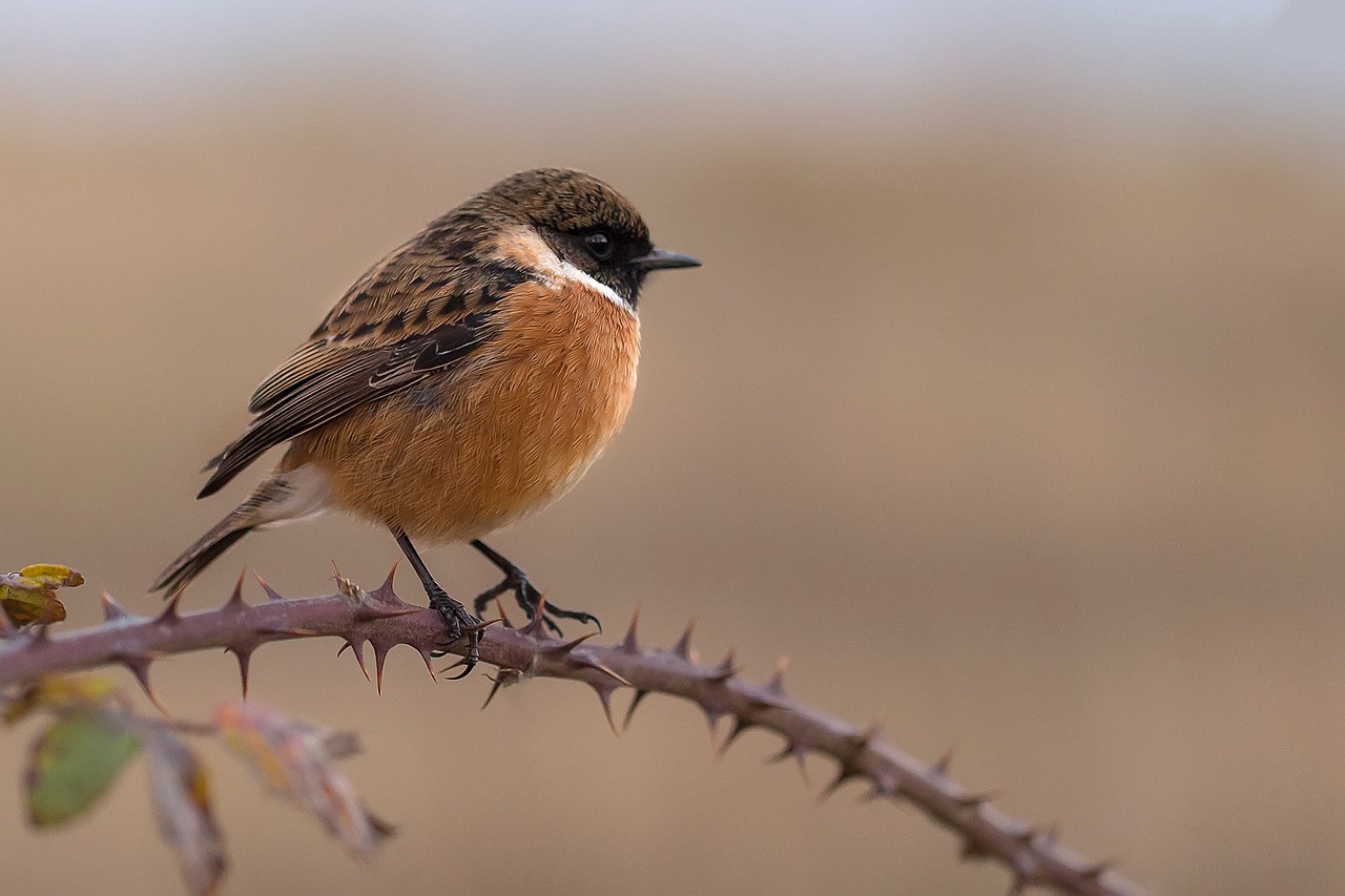 Viščiukas Chasko, Stonechat, Ave, Sparnai, Paukštis, Fauna, Gyvūnai, Gyvūnas, Gamta, Plunksnos