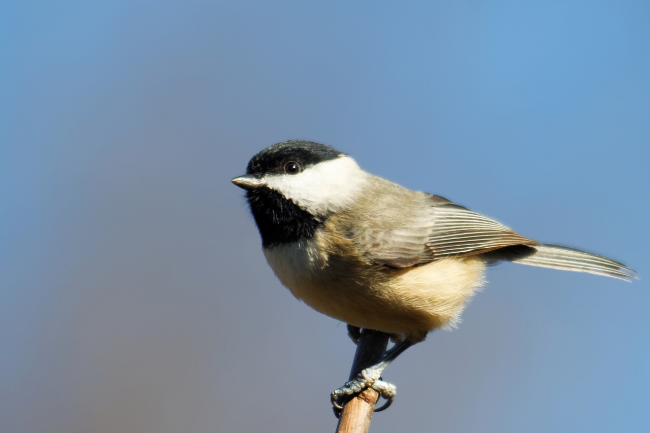 Chickadee, Paukštis, Birding, Juoda, Balta, Giesmininkas, Mažas, Paukštis, Filialas, Apribota