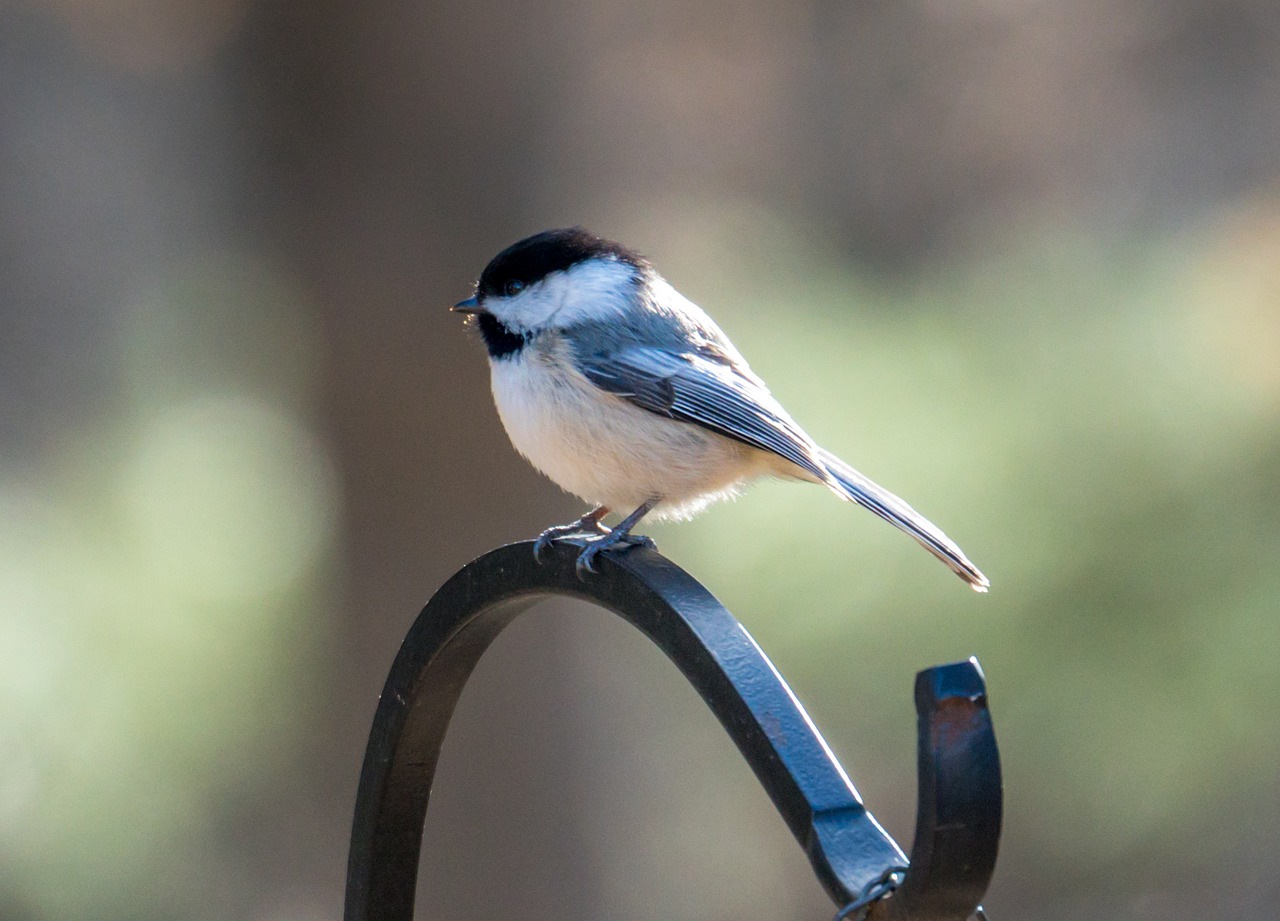 Chickadee, Paukštis, Paukštis Ant Medžio, Mažas Paukštelis, Išgydyti Paukštį, Pavasaris, Birding, Gamta, Spalvingi Paukščiai, Mielas